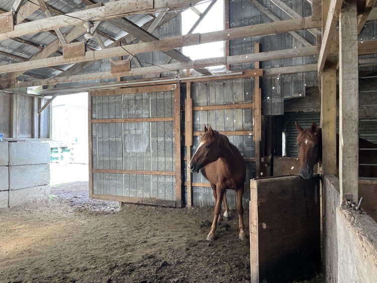 Horse pasture at the Gaynor Homestead