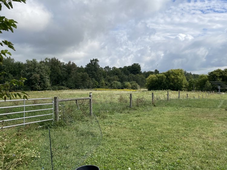 Horse shelter and pasture at the Gaynor Homestead