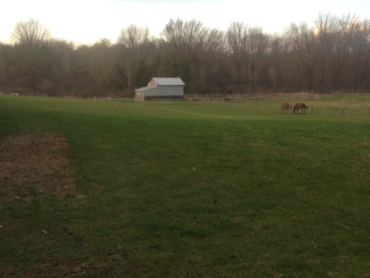 Horse on the farm
