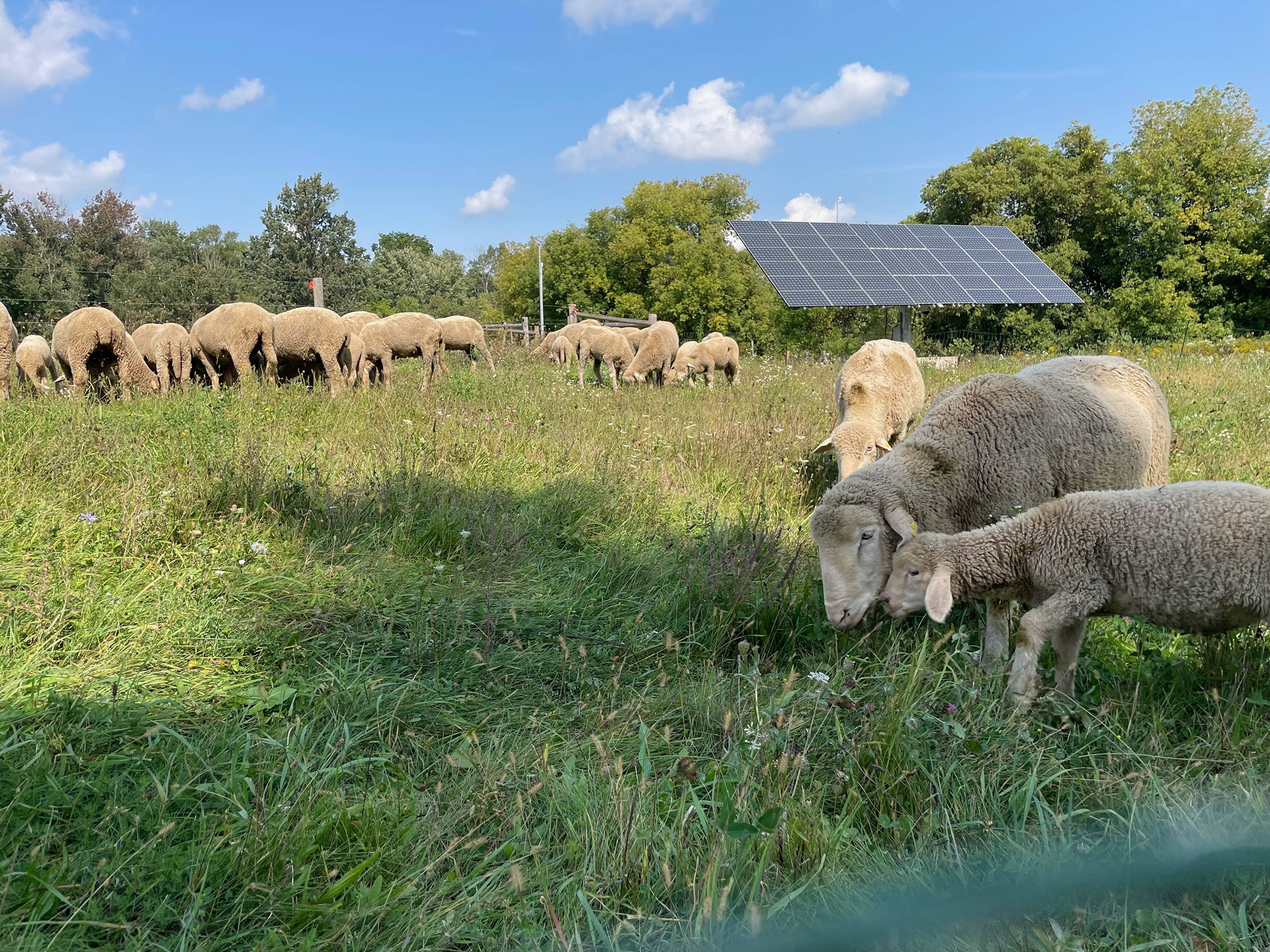 Sheep grazing at The Gaynor Homestead